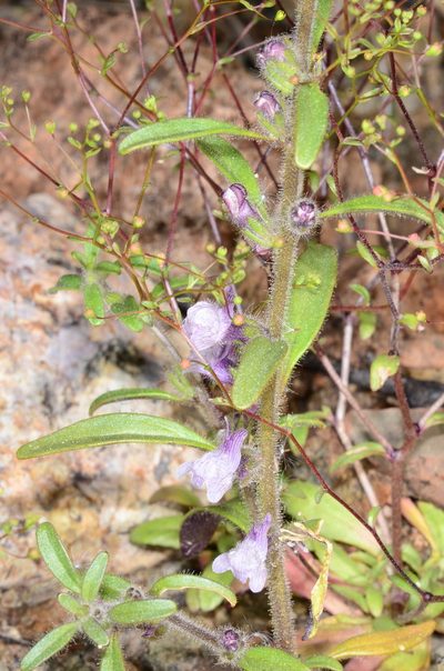 Sairocarpus cornutus, photographed by Don Loarie