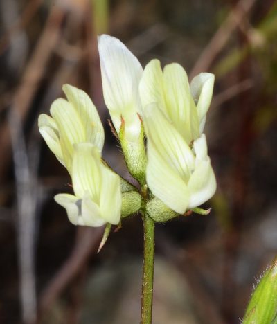 Astragalus breweri, photographed by Don Loarie