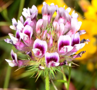 Trifolium obtusiflorum, photographed by Don Loarie