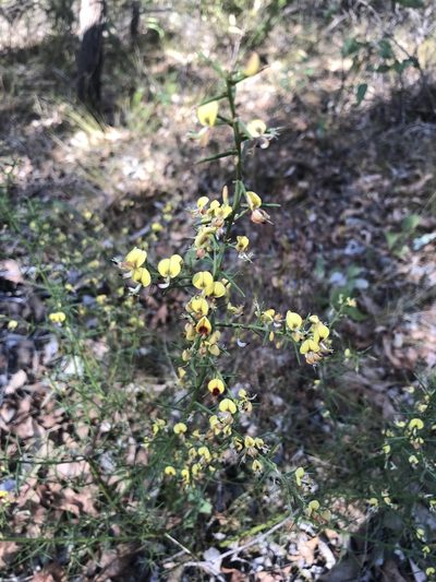 Daviesia angulata, photographed by Cal Wood