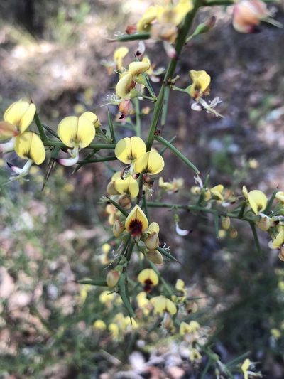 Daviesia angulata, photographed by Cal Wood