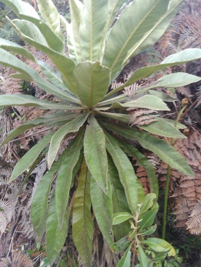 Espeletia pleiochasia, photographed by Andrés Ramírez-Barrera