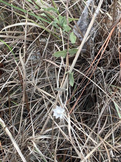 Melanthera parvifolia, photographed by Jacob Malcom