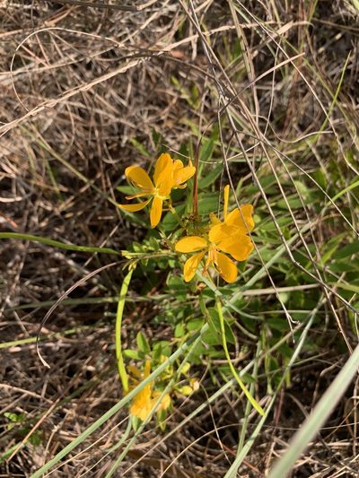 Senna mexicana, photographed by Jacob Malcom