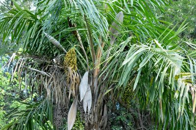 Syagrus comosa, photographed by Douglas