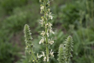 Salvia austriaca, photographed by Conrad Altmann
