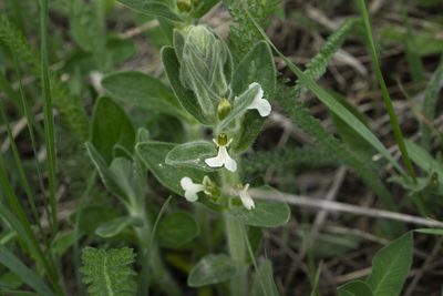 Ajuga laxmannii, photographed by Conrad Altmann