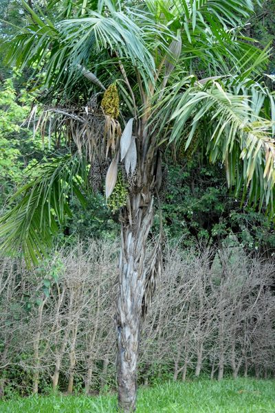 Syagrus comosa, photographed by Douglas