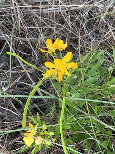 Senna mexicana, photographed by Jacob Malcom