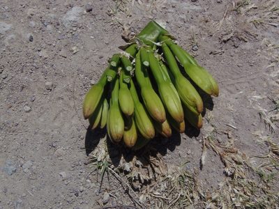 Agave mapisaga, photographed by Fernando Cecor