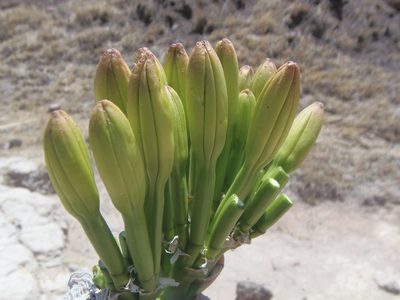 Agave mapisaga, photographed by Fernando Cecor