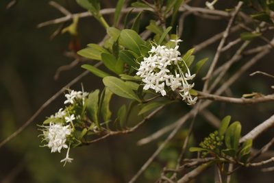 Pavetta revoluta, photographed by Karen Eichholz