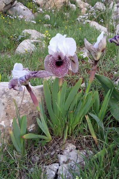 Iris bismarckiana, photographed by Kristof Zyskowski