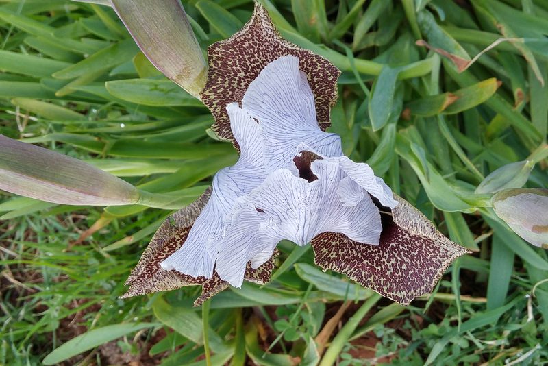 Iris bismarckiana, photographed by Kristof Zyskowski