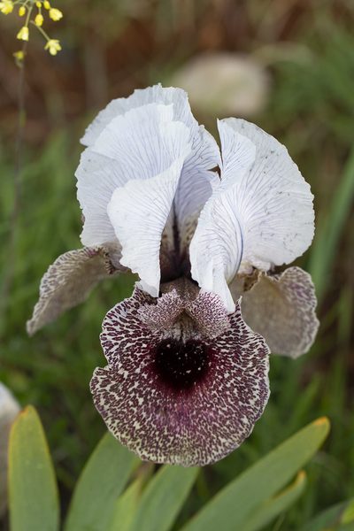 Iris bismarckiana, photographed by Kristof Zyskowski