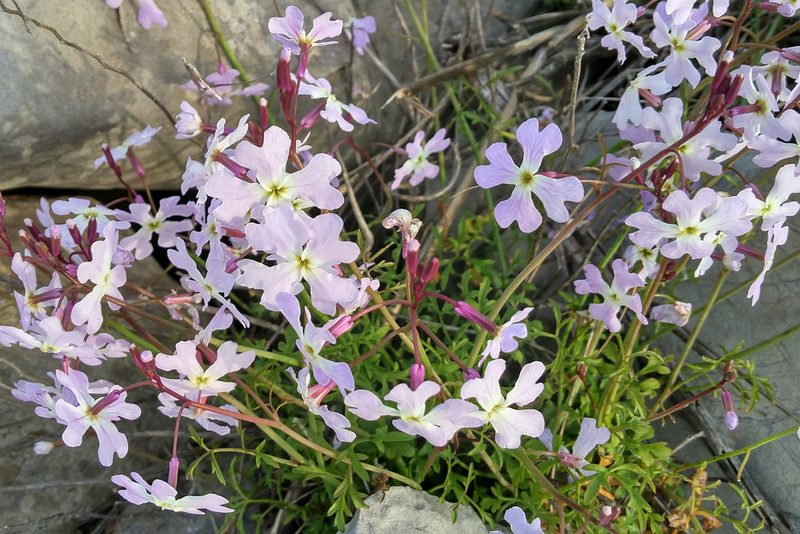 Ricotia lunaria, photographed by Kristof Zyskowski