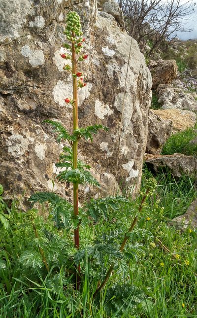 Scrophularia rubricaulis, photographed by Kristof Zyskowski