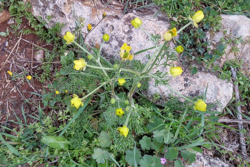 Ranunculus millefolius, photographed by Kristof Zyskowski