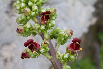 Scrophularia rubricaulis, photographed by Kristof Zyskowski