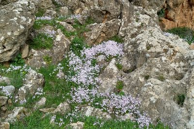 Ricotia lunaria, photographed by Kristof Zyskowski