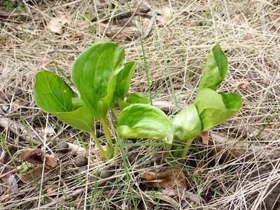Trillium petiolatum, photographed by John Brew
