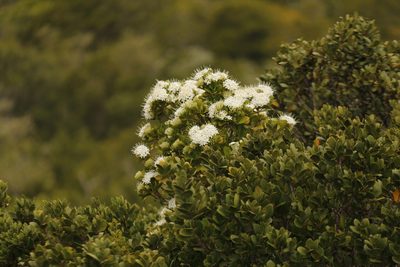 Pavetta revoluta, photographed by Karen Eichholz