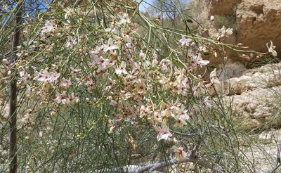 Moringa peregrina, photographed by Kristof Zyskowski