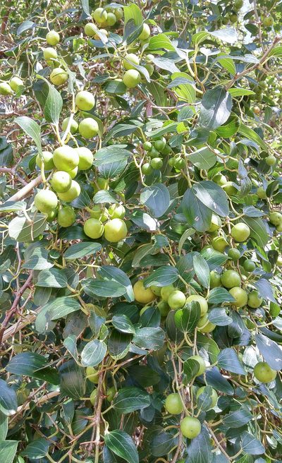 Ziziphus spina-christi, photographed by Kristof Zyskowski