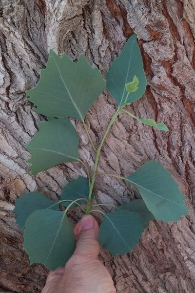 Populus euphratica, photographed by Kristof Zyskowski