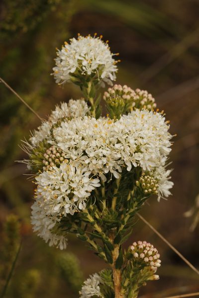 Agathosma adenocaulis, photographed by Karen Eichholz
