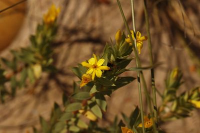 Gnidia styphelioides, photographed by Karen Eichholz