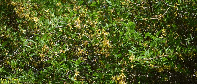 Forsythia koreana, photographed by Kim, Hyun-tae