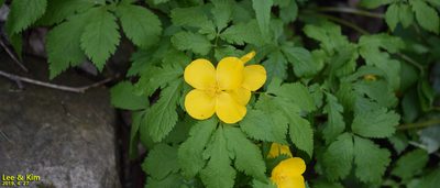 Hylomecon vernalis, photographed by Kim, Hyun-tae