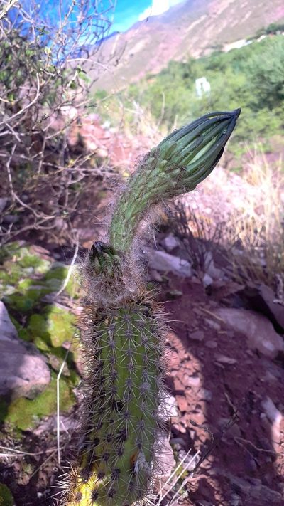 Soehrensia camarguensis, photographed by Andreas Schneider