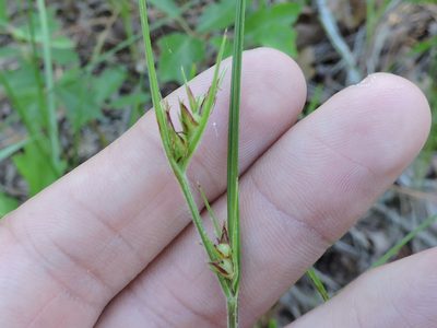 Scleria ciliata, photographed by Sam Kieschnick