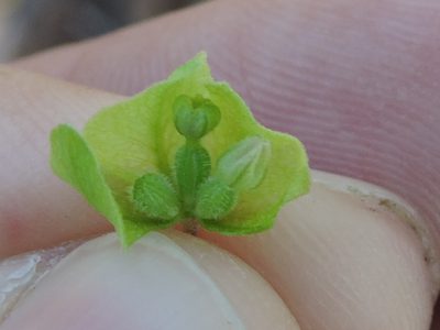 Mirabilis gigantea, photographed by Sam Kieschnick