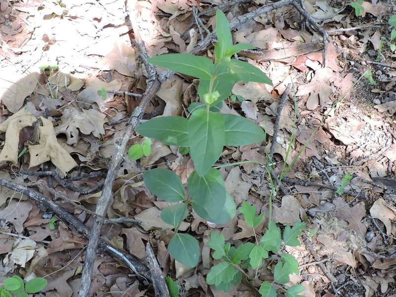 Mirabilis gigantea, photographed by Sam Kieschnick