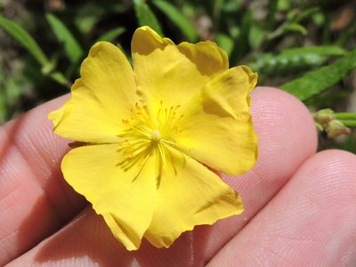 Crocanthemum georgianum, photographed by Sam Kieschnick