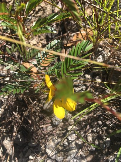 Chamaecrista deeringiana, photographed by Jade Fortnash