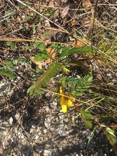 Chamaecrista deeringiana, photographed by Jade Fortnash
