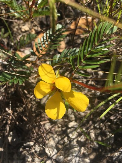 Chamaecrista deeringiana, photographed by Jade Fortnash
