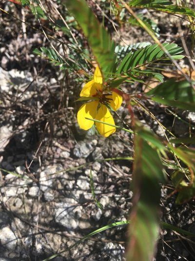 Chamaecrista deeringiana, photographed by Jade Fortnash