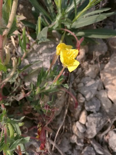 Oenothera pubescens, photographed by Juan Carlos Pérez Magaña