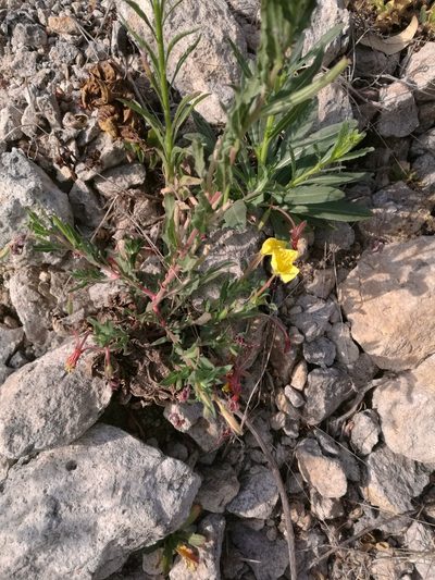 Oenothera pubescens, photographed by Juan Carlos Pérez Magaña