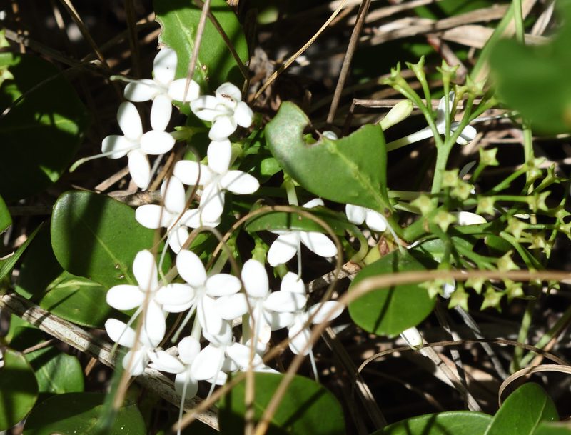 Pavetta revoluta, photographed by Andrew Gillespie