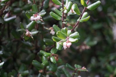 Arctostaphylos nummularia, photographed by Catie Clune