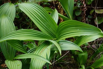 Veratrum fimbriatum, photographed by Catie Clune