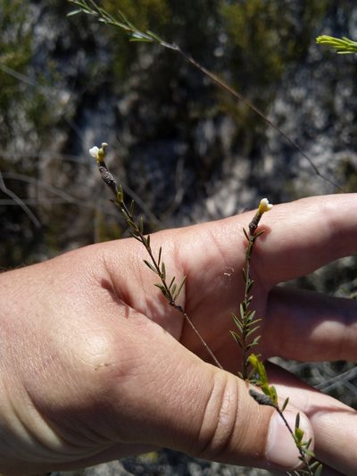Lachnaea capitata, photographed by Jacques van der Merwe