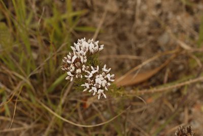 Aspalathus cerrhantha, photographed by Karen Eichholz