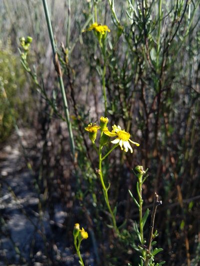 Senecio rosmarinifolius, photographed by Jacques van der Merwe